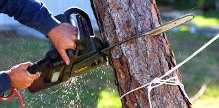 How Our Tree Care Process Works  in  Crosby, MN