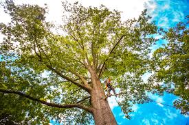 Best Root Management and Removal  in Crosby, MN