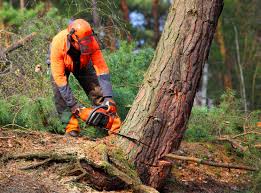 Best Fruit Tree Pruning  in Crosby, MN