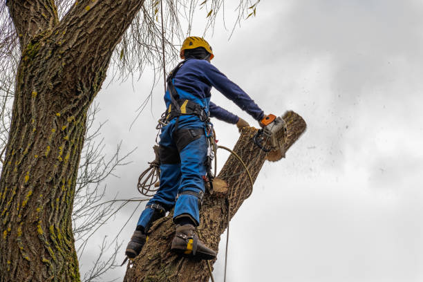 Best Palm Tree Trimming  in Crosby, MN