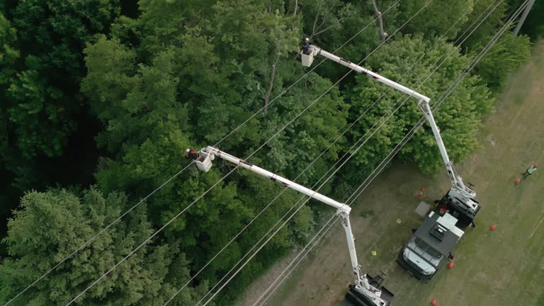 Best Utility Line Clearance  in Crosby, MN