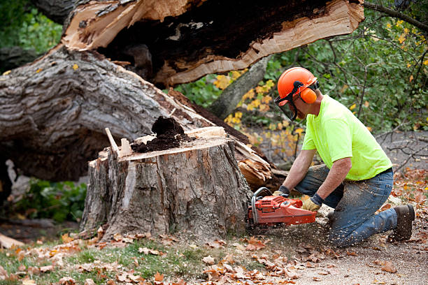  Crosby, MN Tree Removal Pros