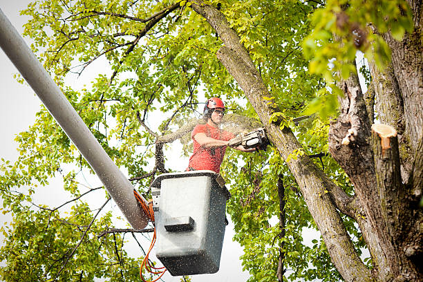 Reliable Crosby, MN Tree Removal Solutions