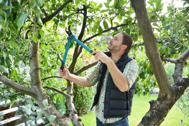 Best Fruit Tree Pruning  in Crosby, MN